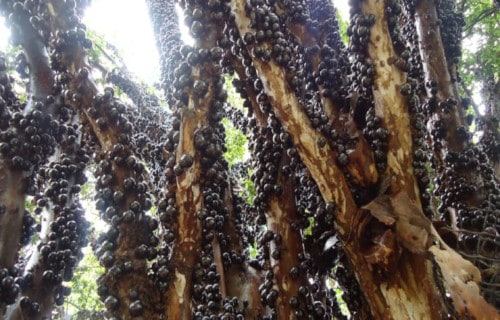 Jabuticaba, Plinia cauliflora