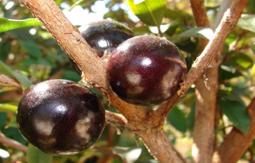 Jabuticaba, Plinia cauliflora