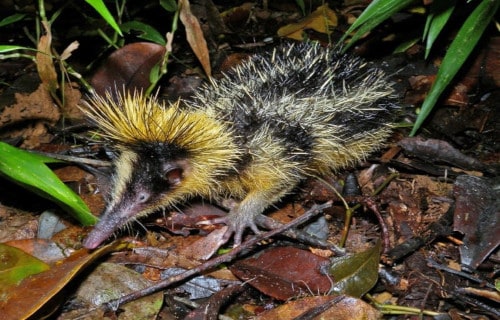 Madagascar's Astounding Inhabitants