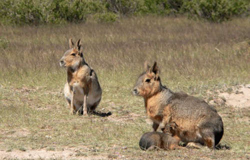 6 Amazing South American Species