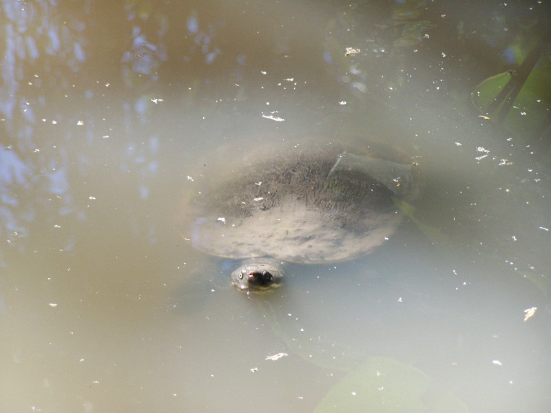 Mary River Turtle, Elusor macrurus