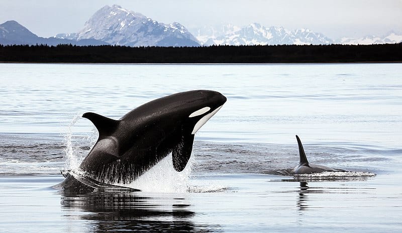 Orca, Orcinus orca