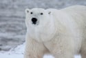 Polar Bear, Ursus maritimus