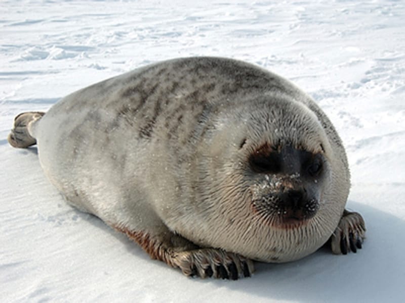 Ringed Seal, Pusa hispida hispida
