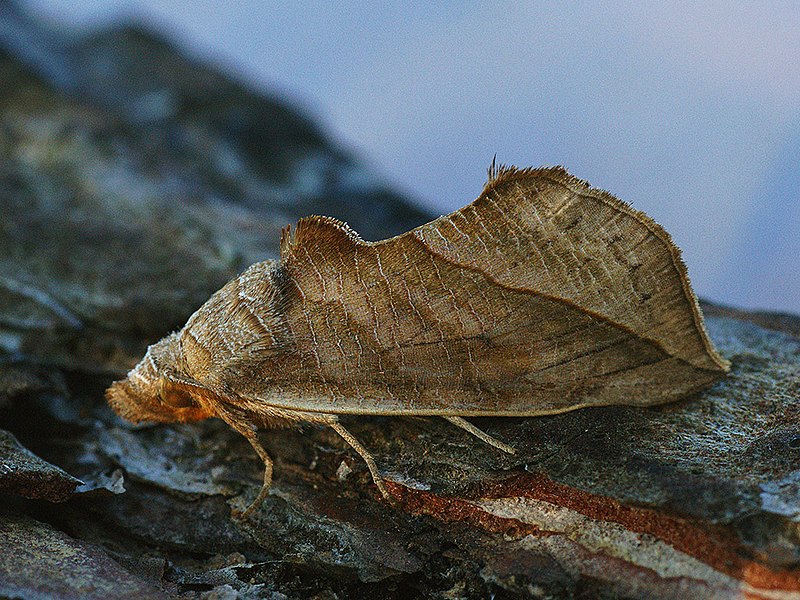 Vampire Moth, Calyptra orthograpta