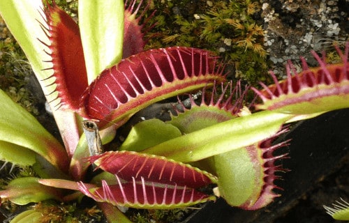 Encounter a menacing carnivorous plant known as the putrid