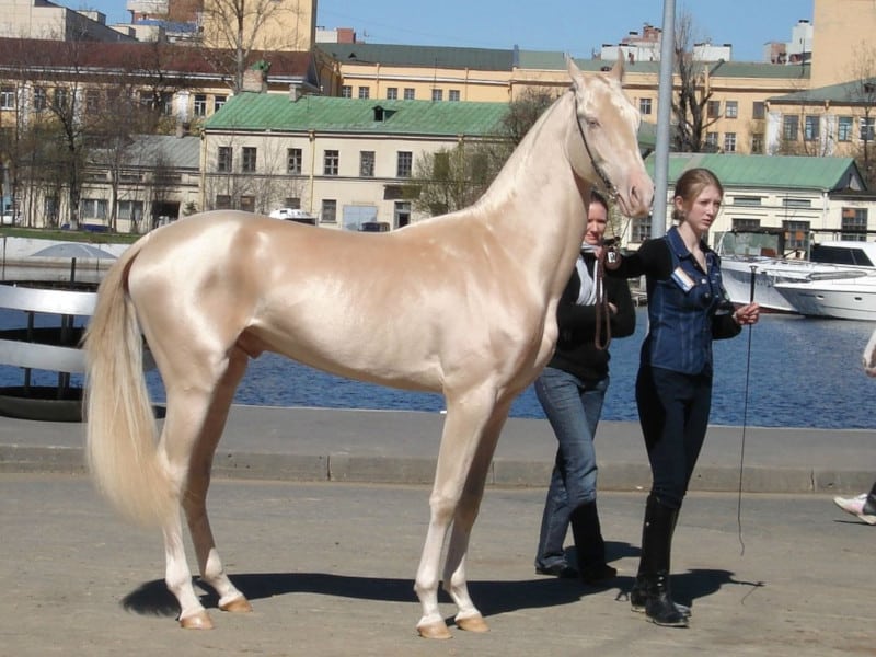 Akhal Teke, Equus ferus caballus