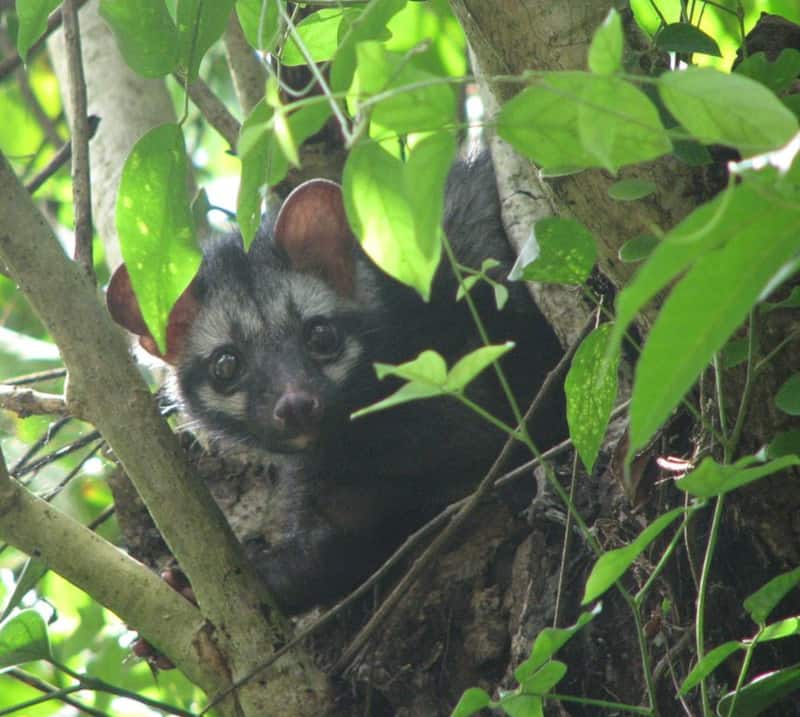 Asian Palm Civet, Paradoxurus hermaphroditus toddy cat