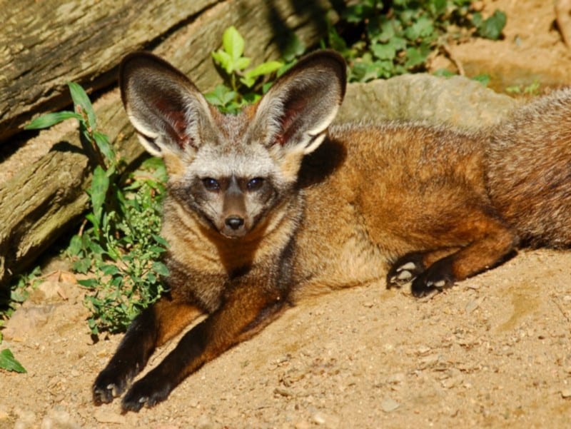 Bat Eared Fox, Otocyon megalotis