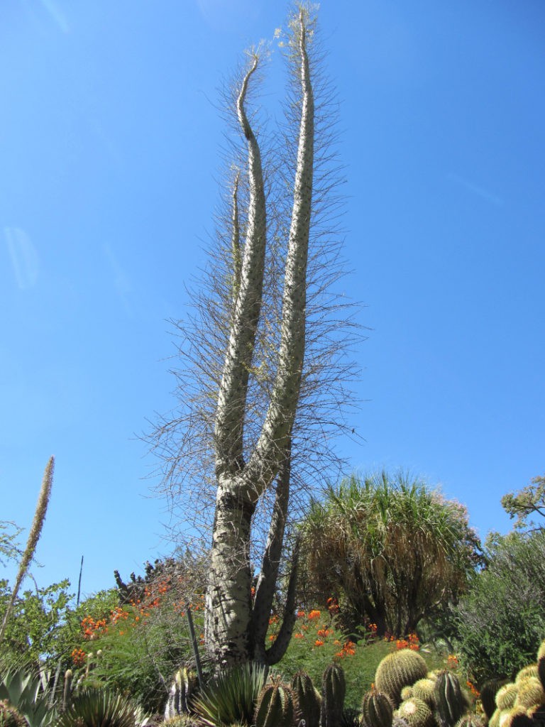 Boojum Tree, Fouquieria columnaris