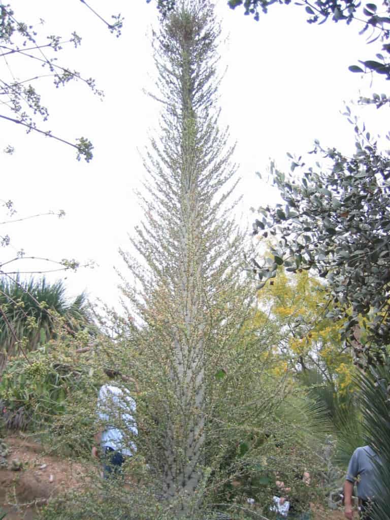 Boojum Tree, Fouquieria columnaris