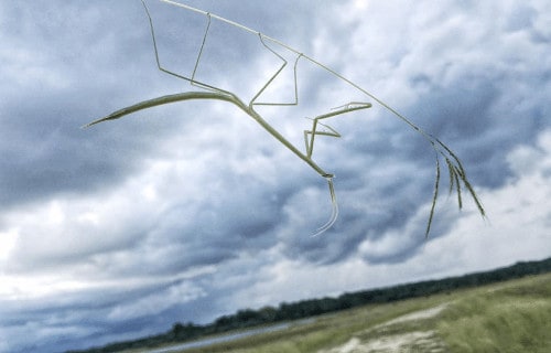 9 Truly Magnificent Mantises
