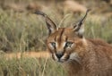 Caracal, Caracal caracal