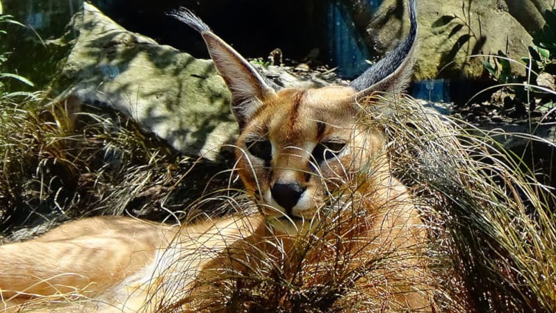 Caracal, Caracal caracal