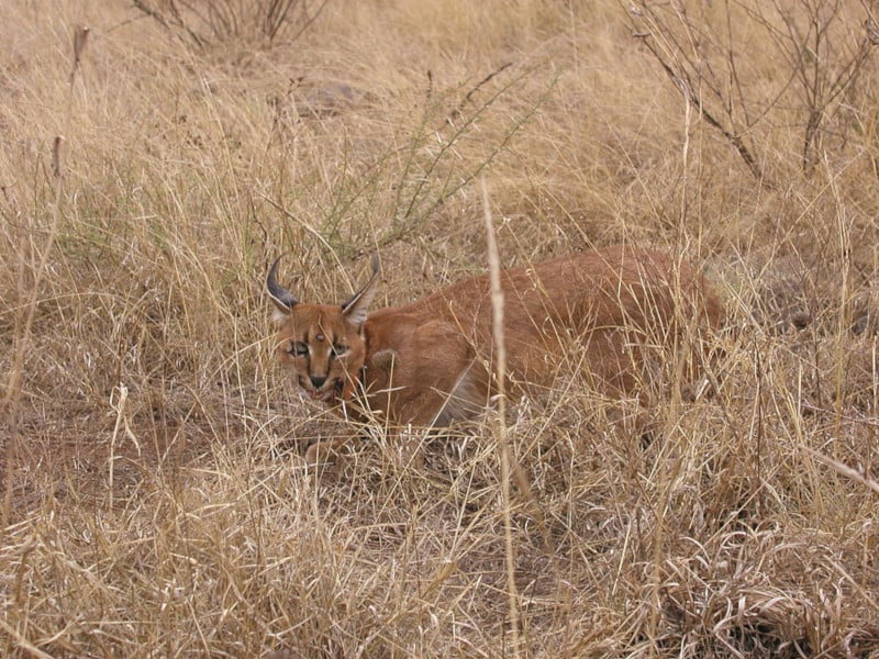 Caracal, Caracal caracal