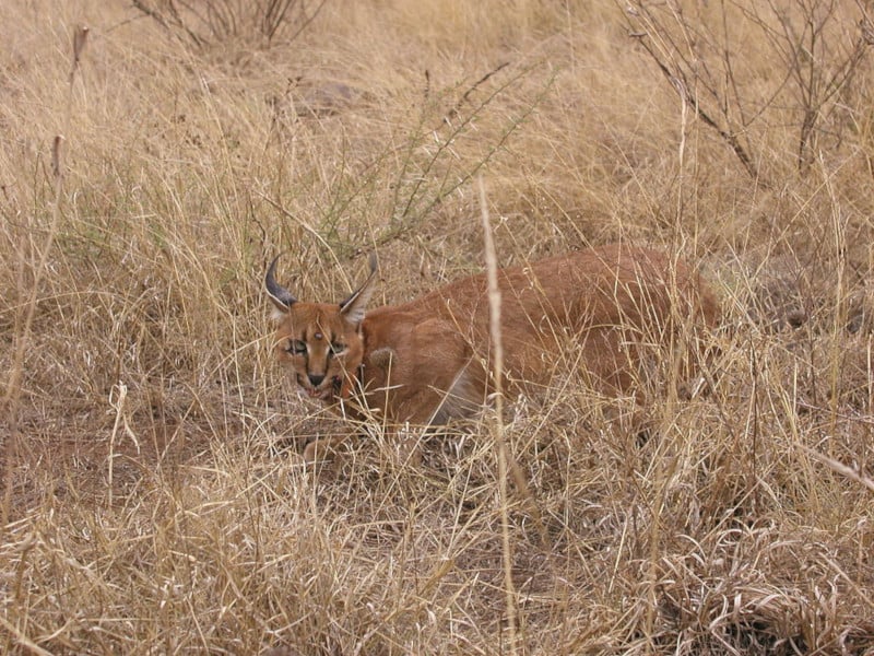 Caracal, Caracal caracal