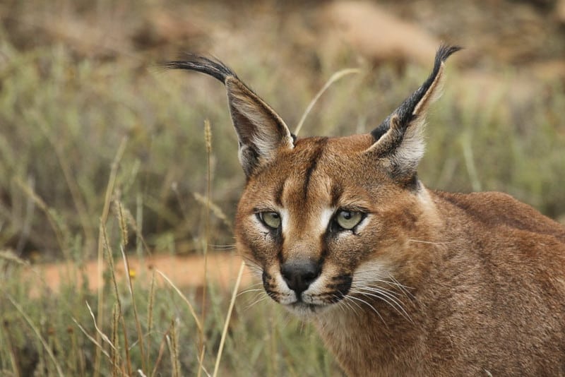 Caracal, Caracal caracal