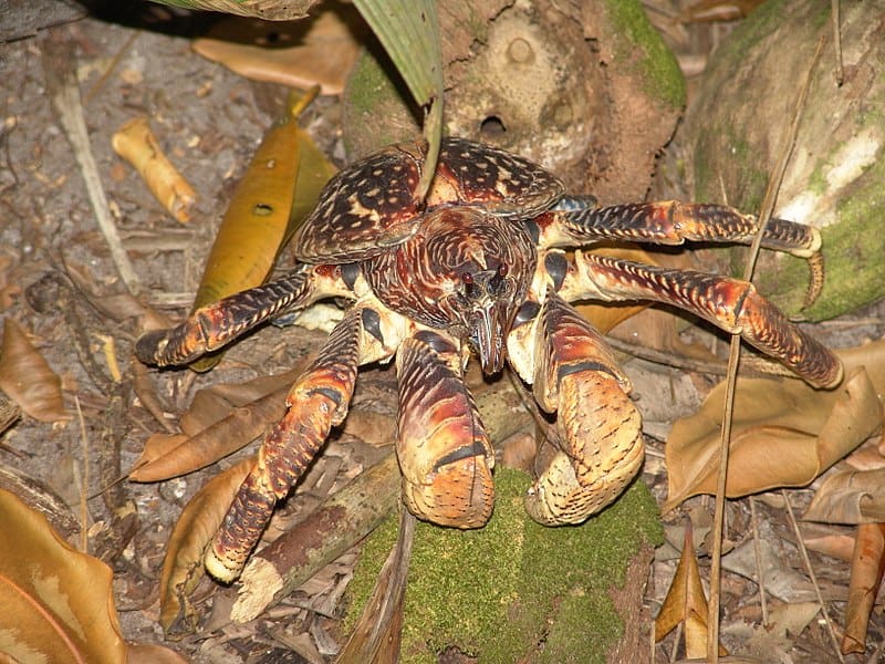 Coconut Crab, Birgus latro