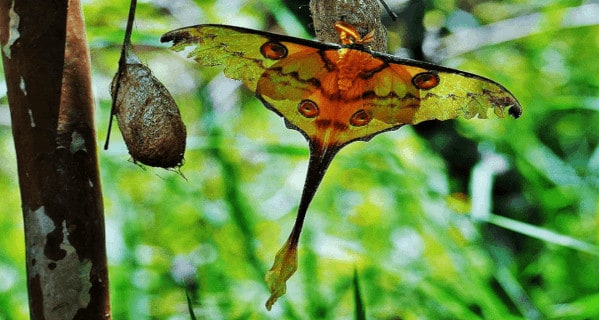 Earth's Many Magical Moths