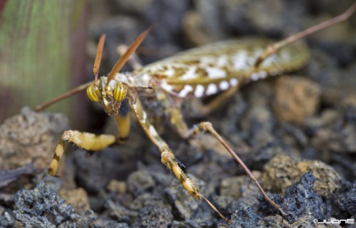 9 Truly Magnificent Mantises