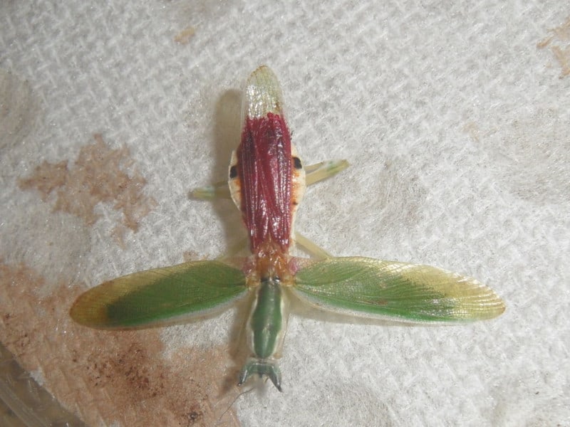 Gambian Spotted-Eye Flower Mantis, Pseudoharpax virescens