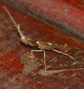 Ghost Mantis, Phyllocrania paradoxa