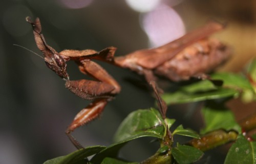 9 Truly Magnificent Mantises