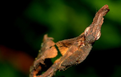 9 Truly Magnificent Mantises