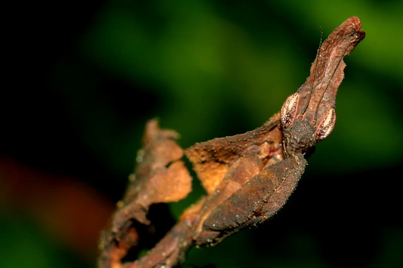 Ghost Mantis, Phyllocrania paradoxa