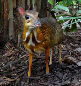 Greater Malay Chevrotain, Tragulus napu