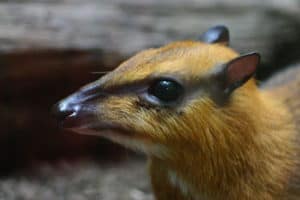 Greater Malay Chevrotain, Tragulus napu