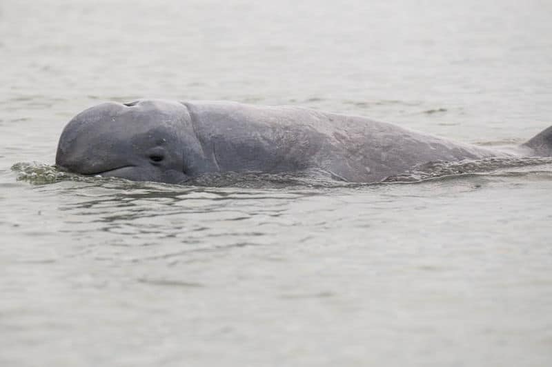 Irrawaddy Dolphin, Orcaella brevirostris