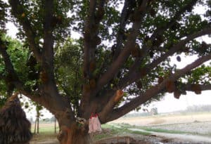 Jackfruit Tree, Artocarpus heterophyllus