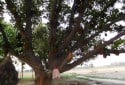 Jackfruit Tree, Artocarpus heterophyllus