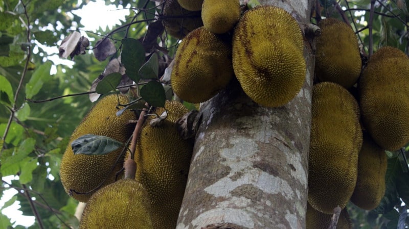 Jackfruit Tree, Artocarpus heterophyllus