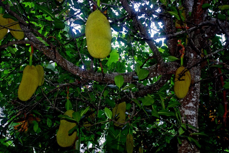 Jackfruit Tree, Artocarpus heterophyllus