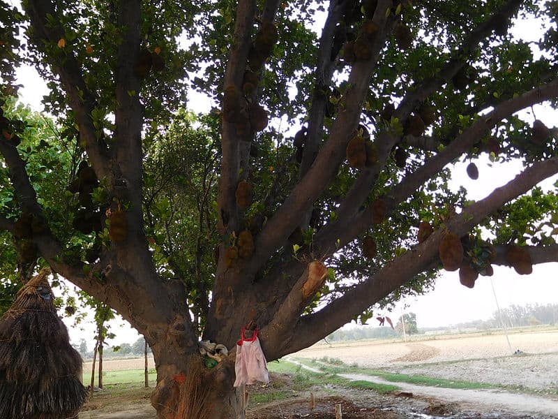 Jackfruit Tree, Artocarpus heterophyllus