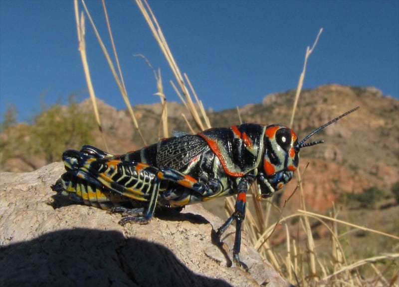 Rainbow Grasshopper, Dactylotum bicolor