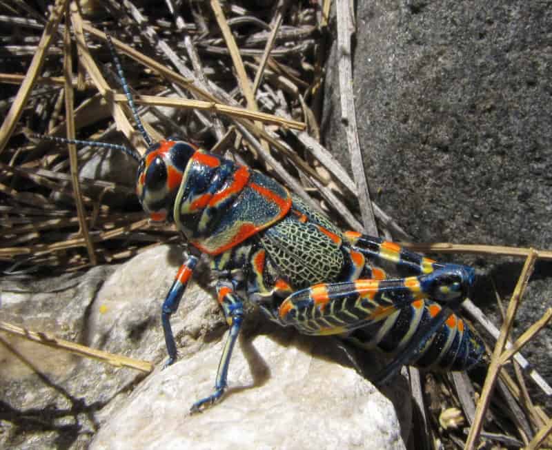 Rainbow Grasshopper, Dactylotum bicolor