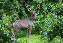 Sambar, Rusa unicolor