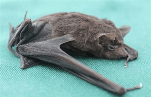 Seychelles Sheath Tailed Bat, Coleura seychellensis