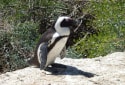 African Penguin, Spheniscus demersus