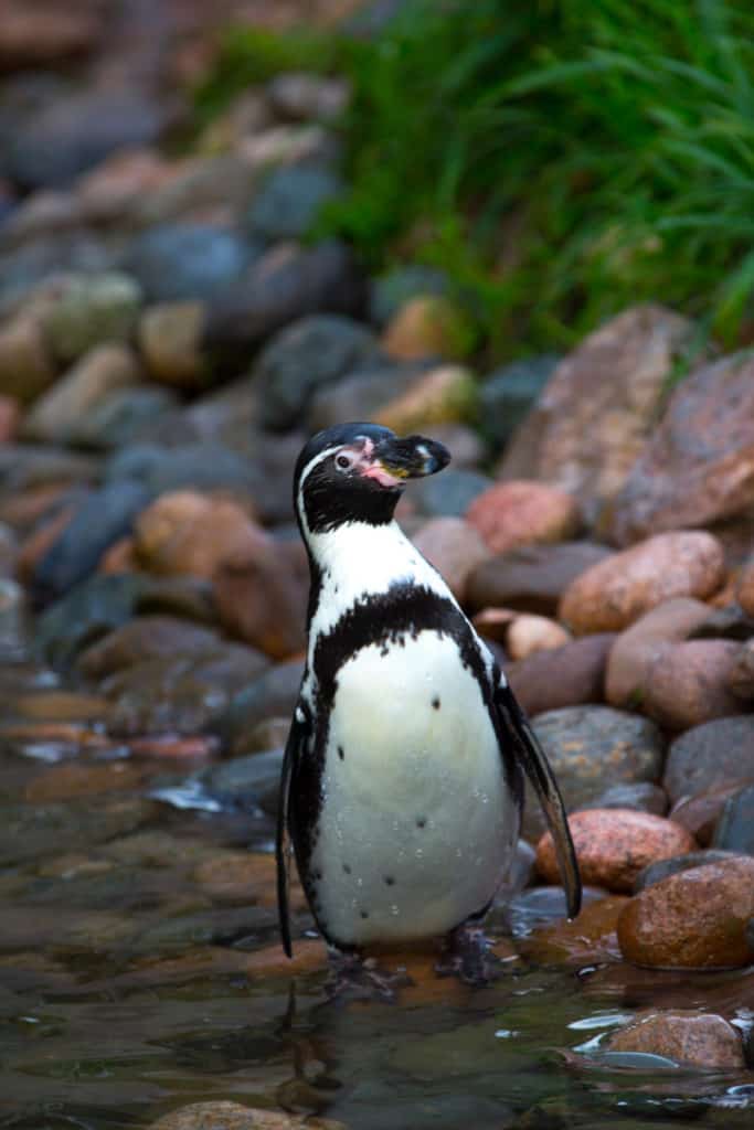 African Penguin, Spheniscus demersus