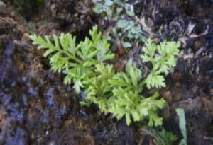 Ascension Island Parsley Fern, Anogramma ascensionis