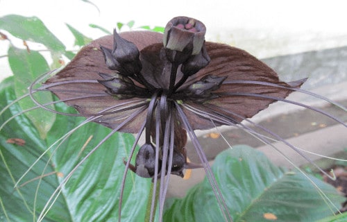 Black Bat Flower, Tacca chantrieri