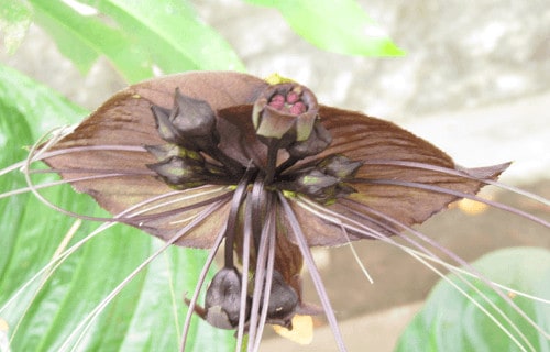 Black Bat Flower, Tacca chantrieri