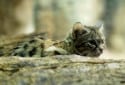 Black Footed Cat, Felis nigripes