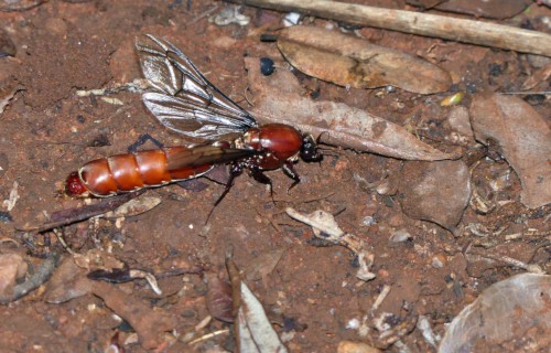 7 Extraordinary Types of Ant