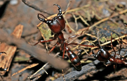 7 Extraordinary Types of Ant