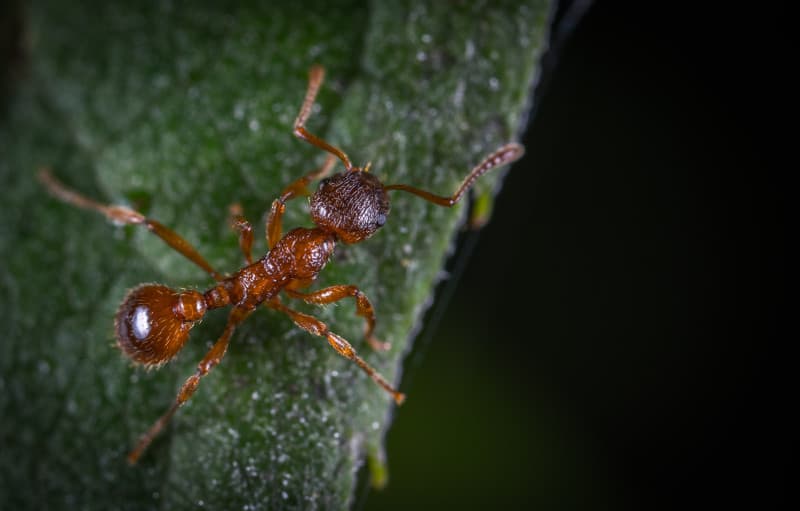 Fire Ant, Solenopsis